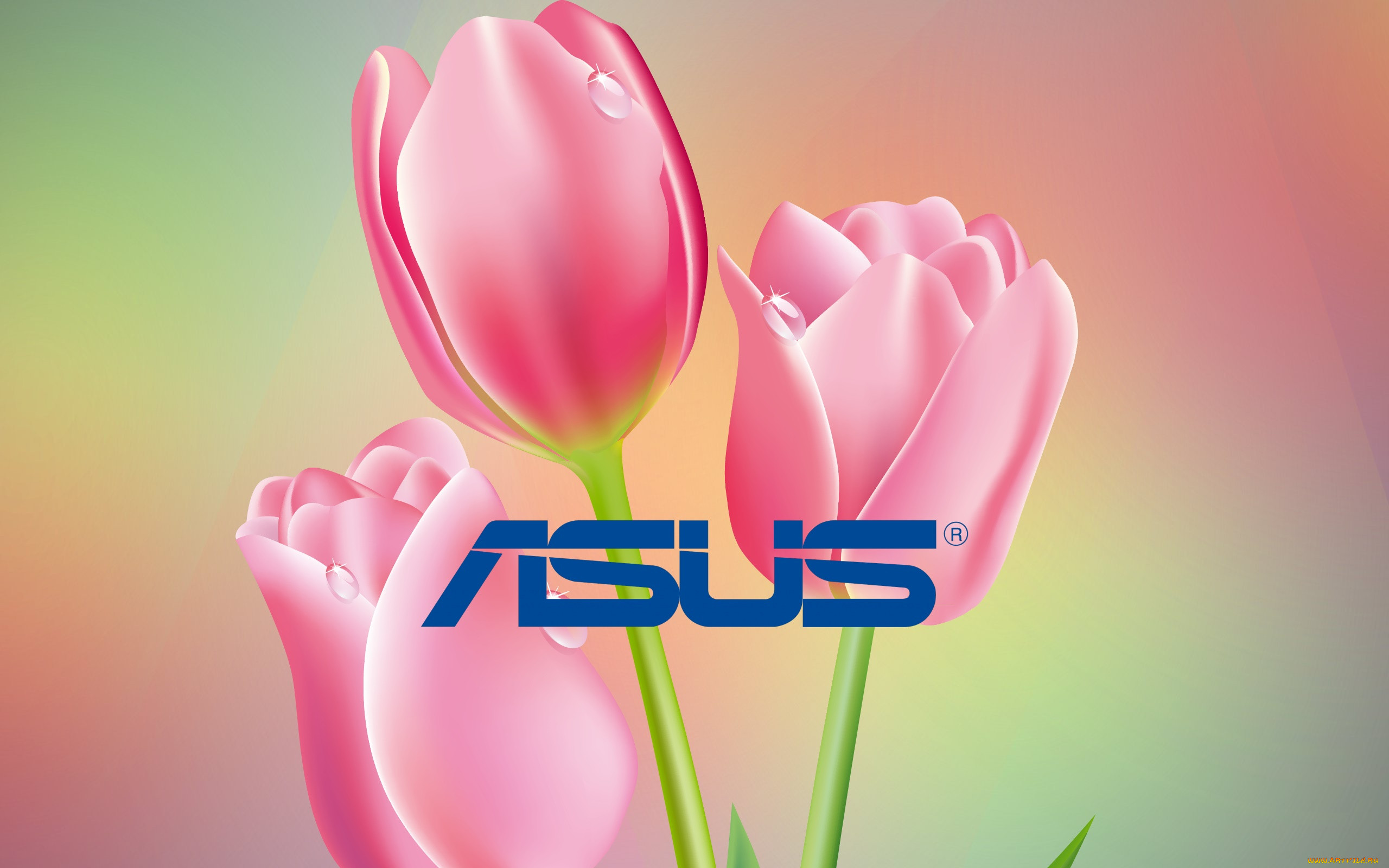 , asus, , 